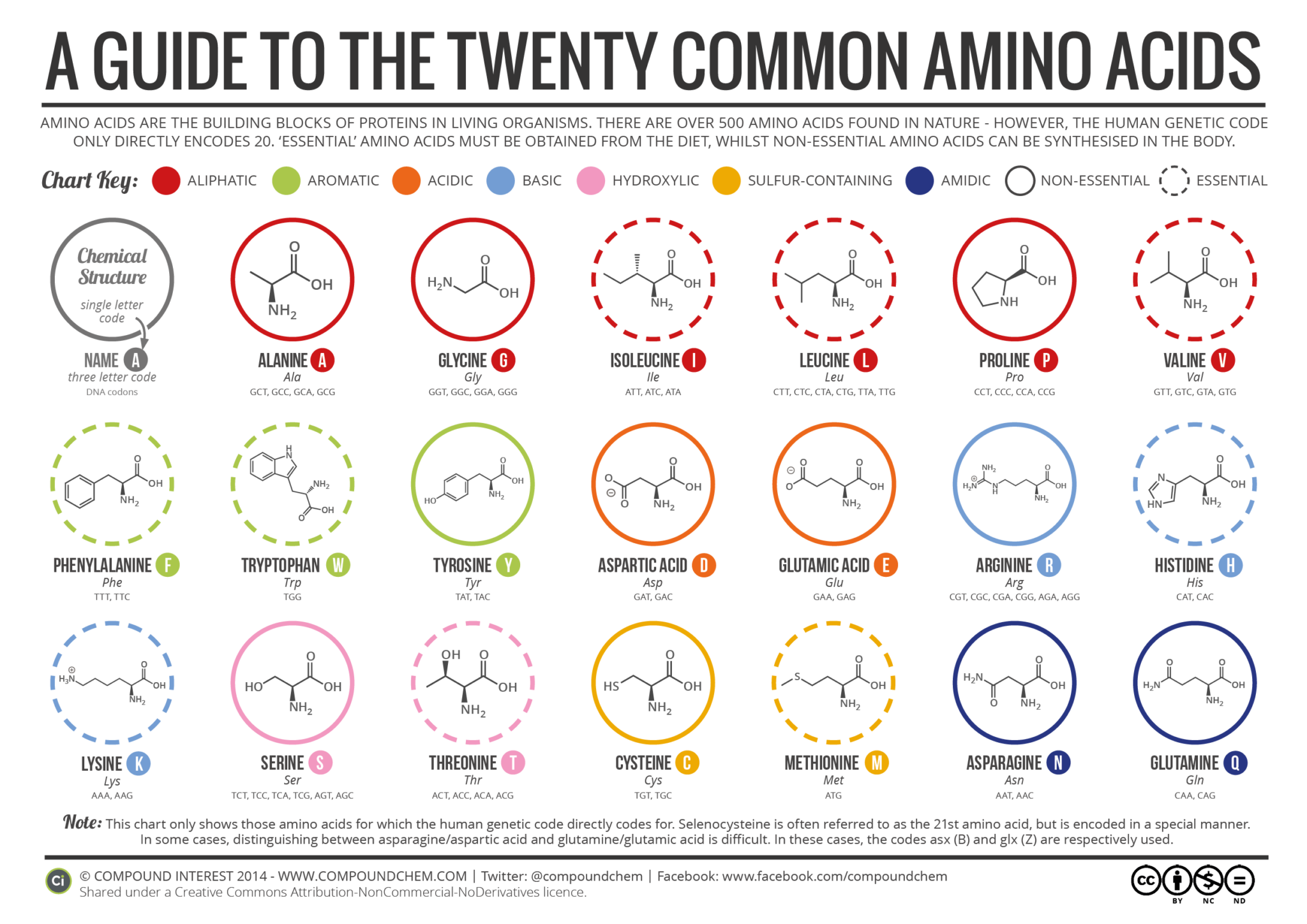 what are amino scids